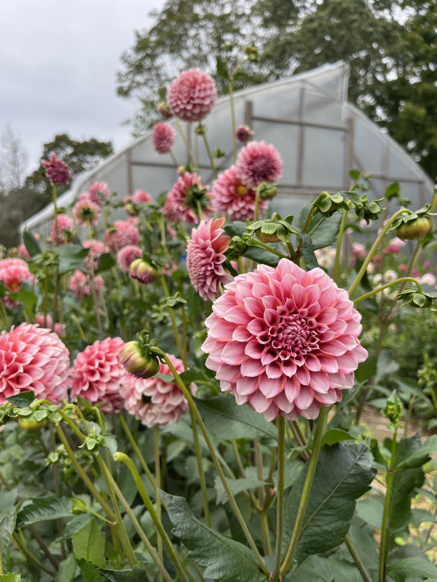 Dahlias for Days w/ Island Time Farm Saturday October 11th
