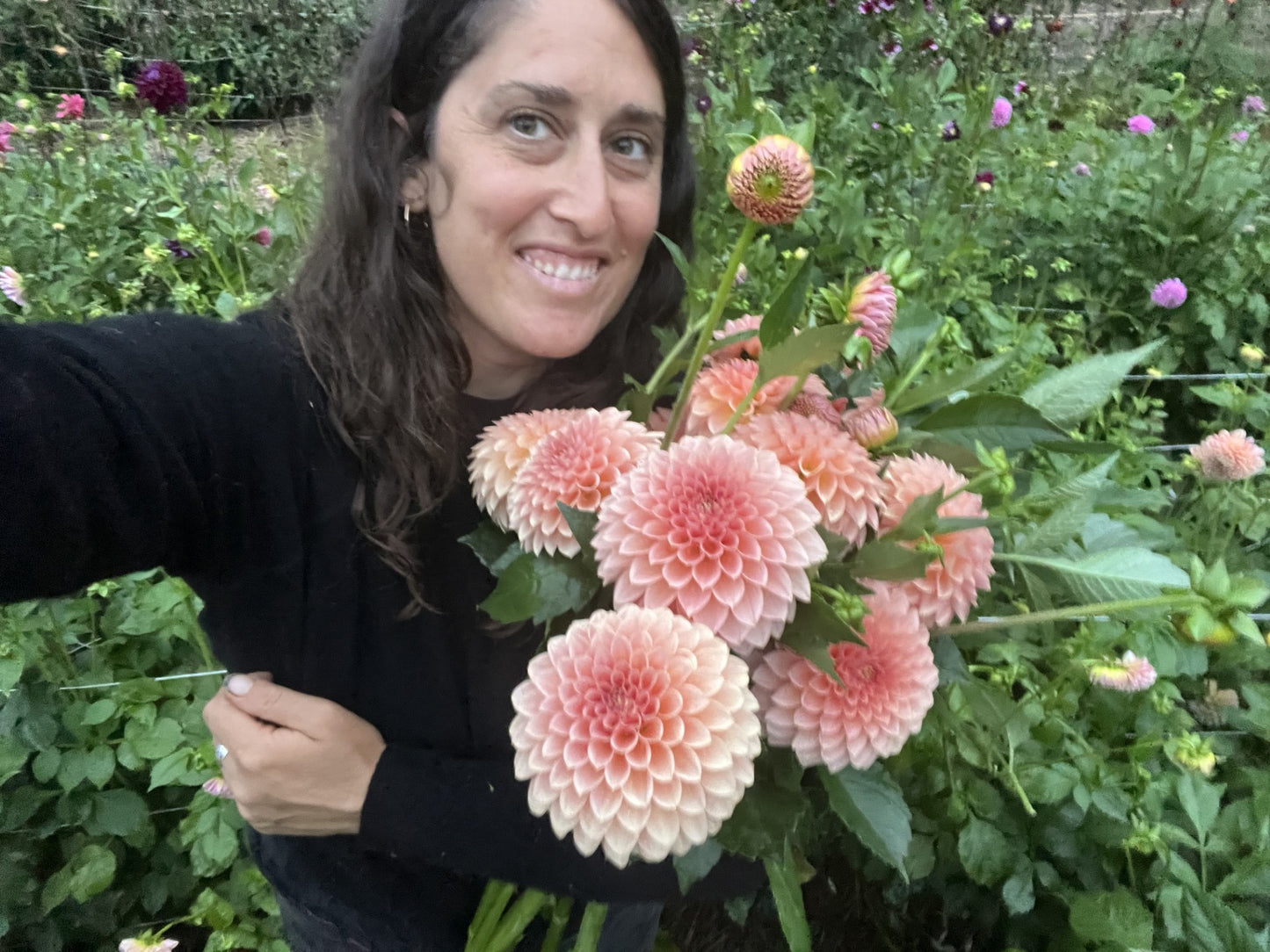 Dahlias for Days w/ Island Time Farm Saturday October 11th