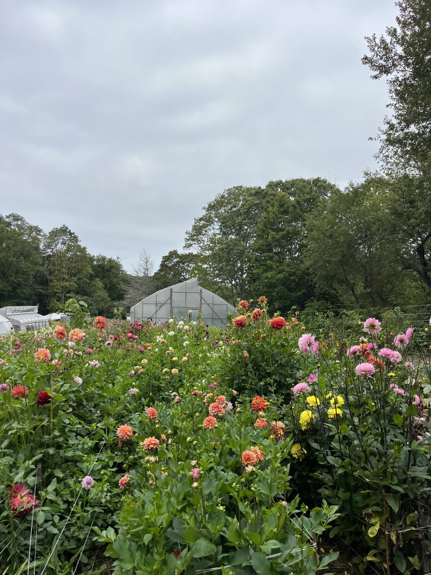 Dahlias for Days w/  Island Time Farm Saturday October 11th