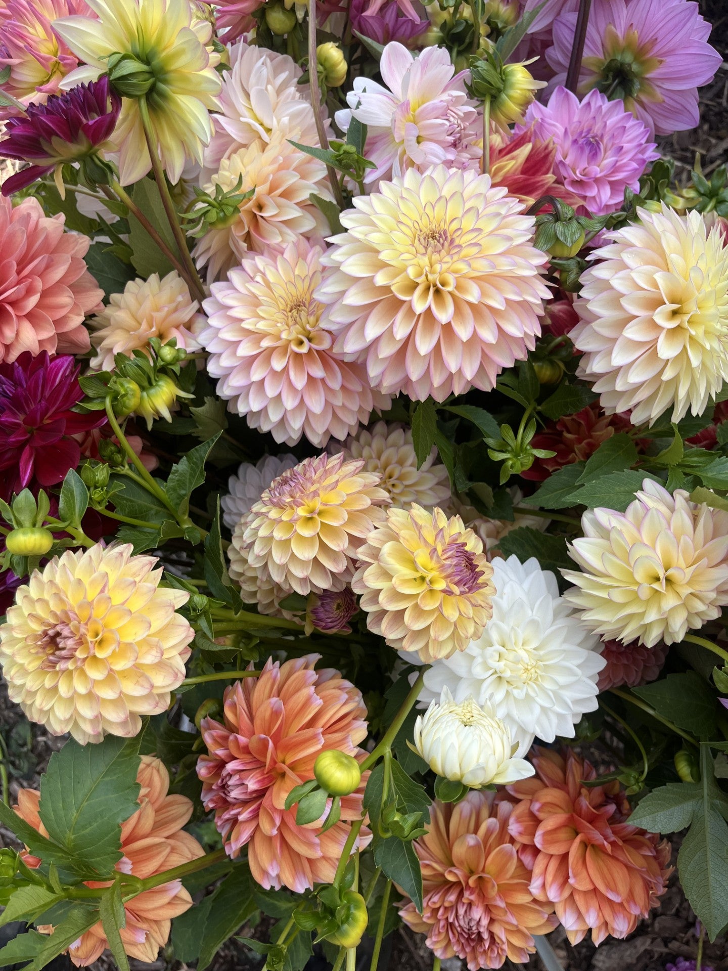 Dahlias for Days w/  Island Time Farm Saturday October 11th